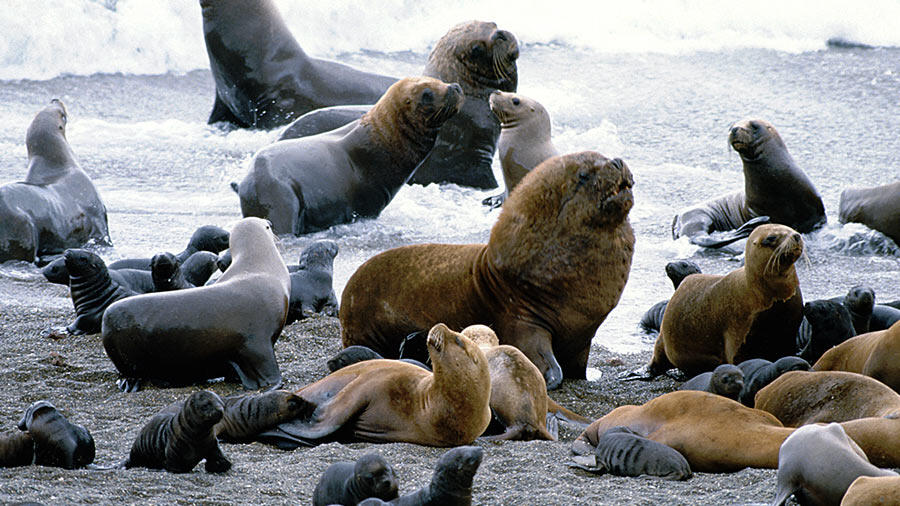 Des scientifiques mexicains traitent des cas de cancer des lions de mer