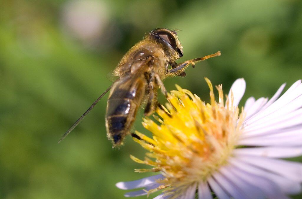 Saving bees: France’s thriving city hives offer token help