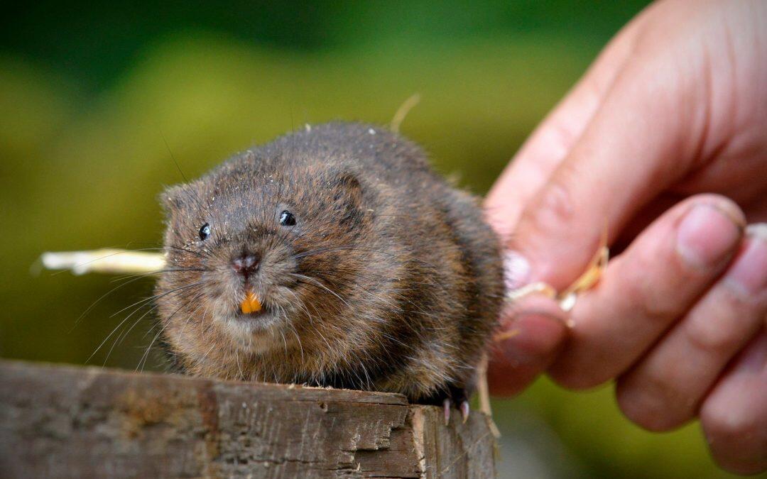 England’s highest freshwater lake will enjoy these creatures again