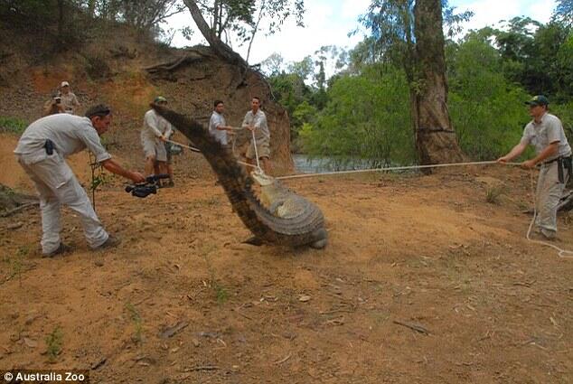 Crocodile Hunters jump on 3.5m three-legged Dick Smith… for Research purposes