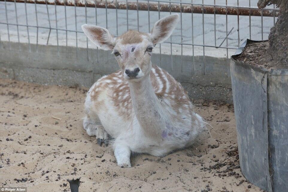 Even animals suffer Israel’s siege of Gaza