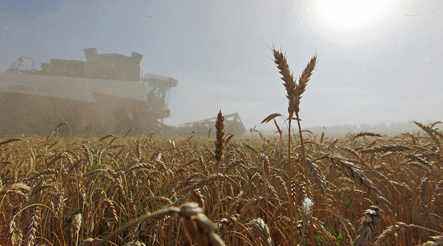 Egypt to buy 60,000 tons of Russian wheat