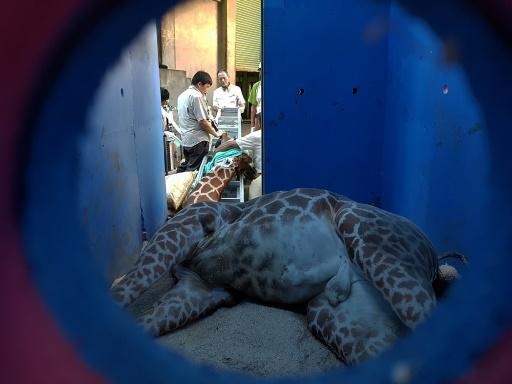 Giraffe dies ‘of anxiety’ in latest Taiwan animal scandal