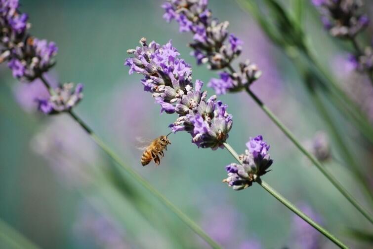 Para salvar a las abejas