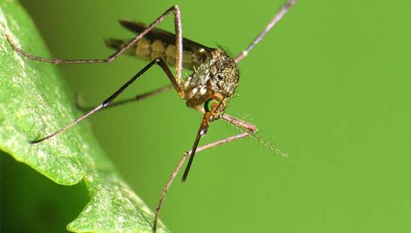 Un point de marqué dans la lutte contre le virus Zika