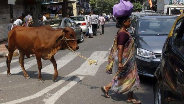 Did you know India is home to over 200 million cows