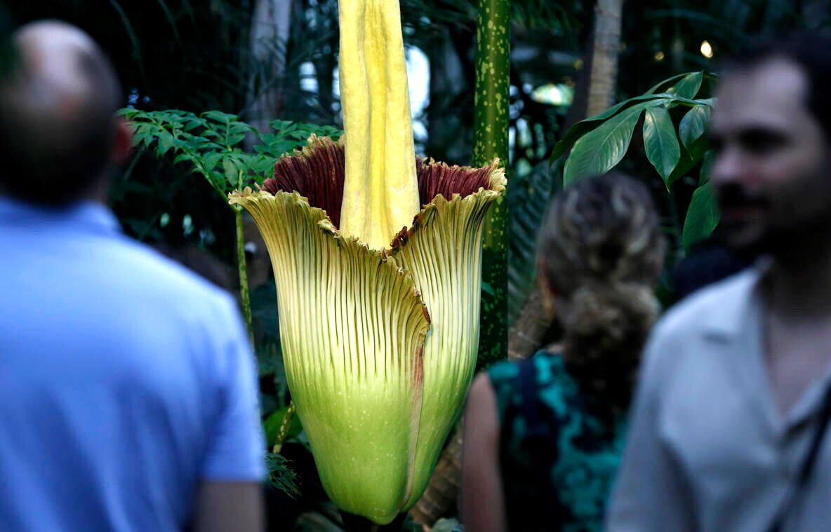 Amorphophallus titanum