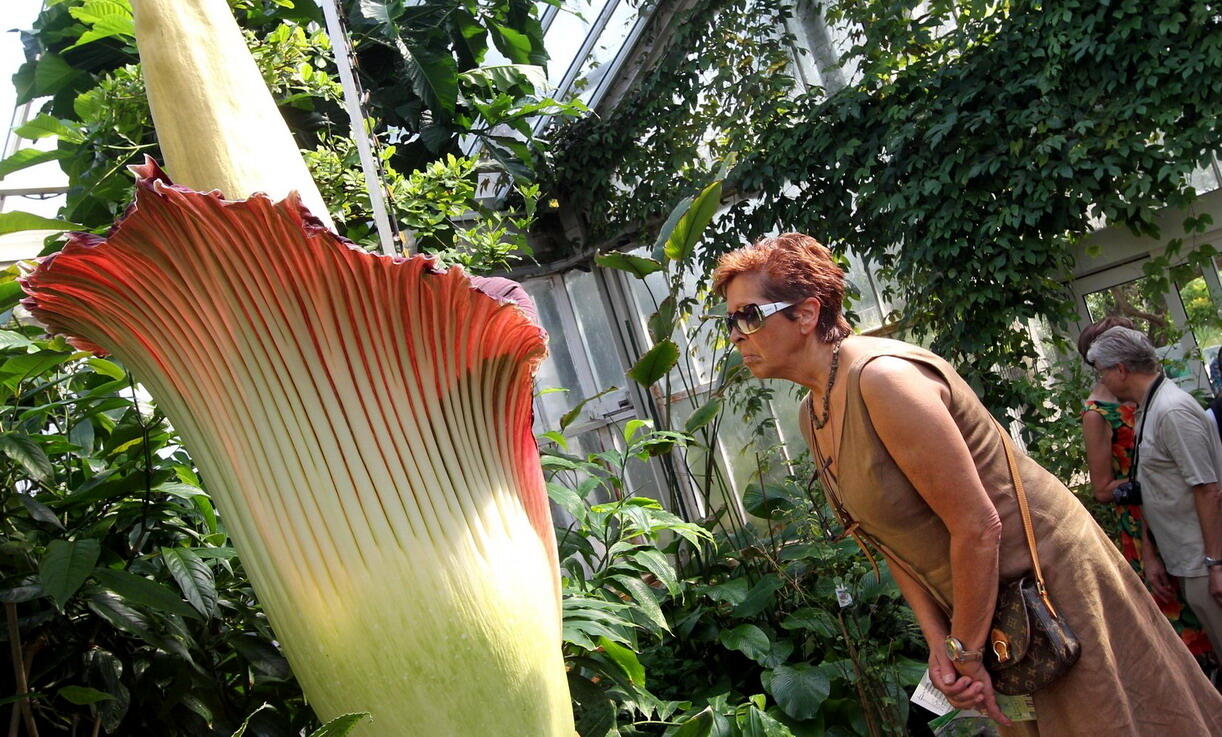 Amorphophallus titanum2