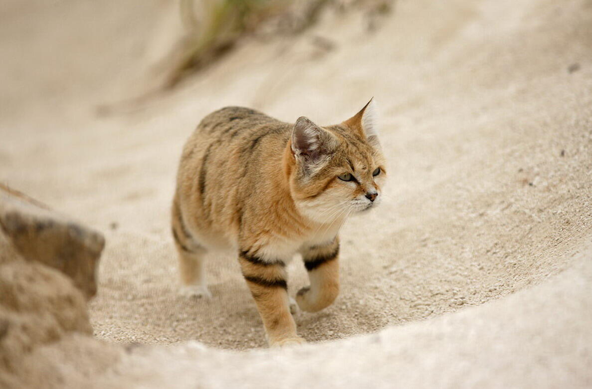 Arabian sand cat1