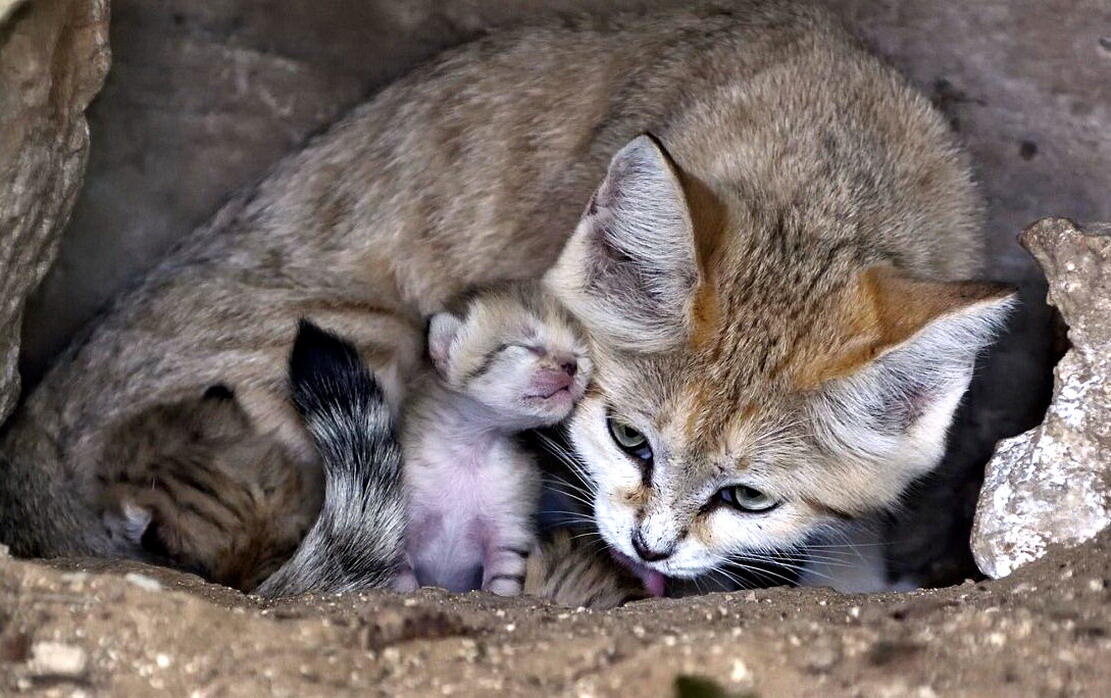 Arabian sand cat2