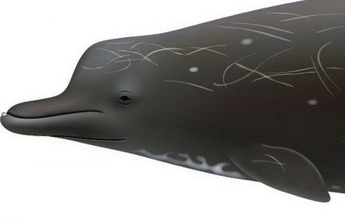 Black whale-billed