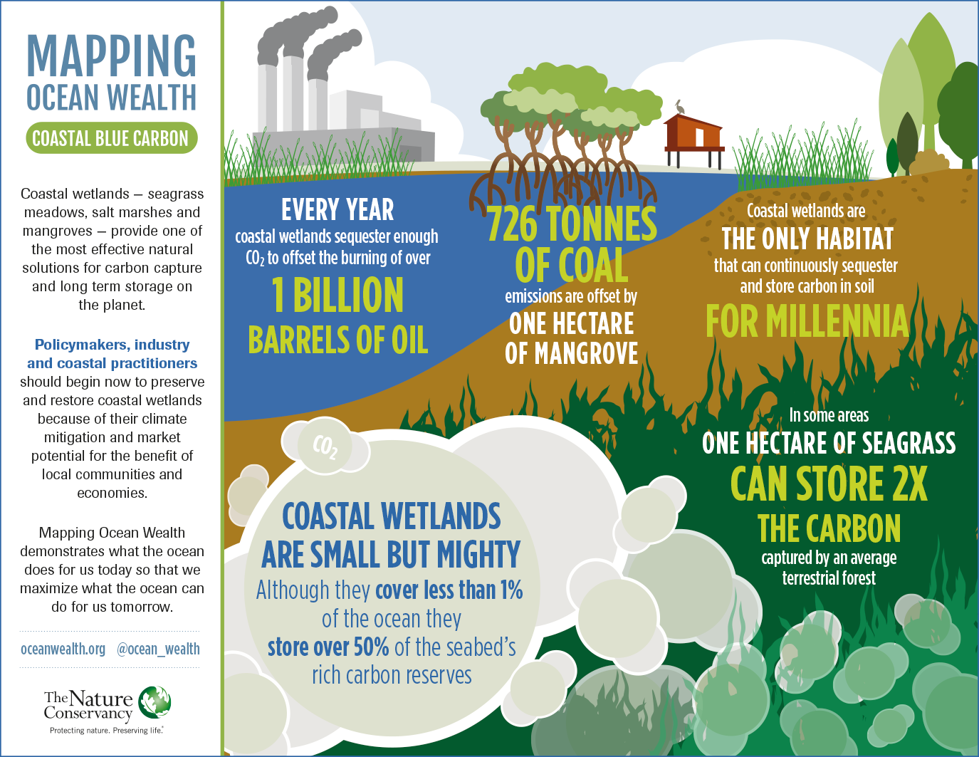 BlueCarbon_InfoGraph of mangrove