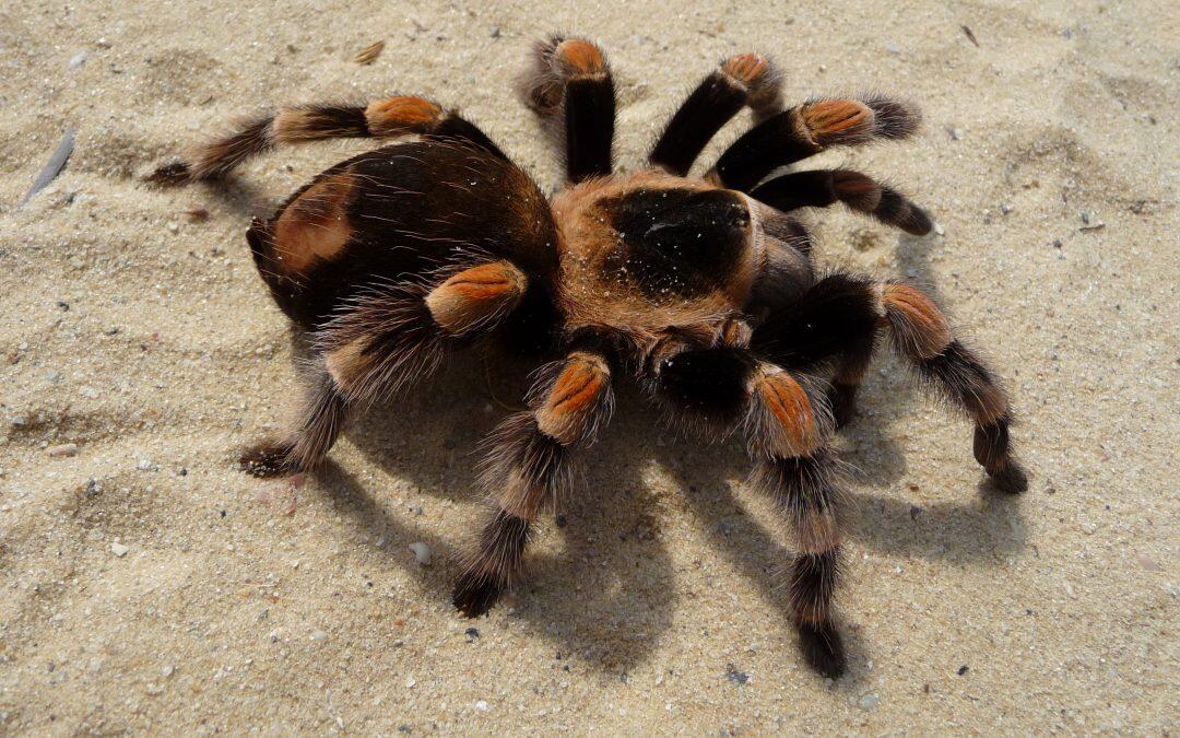 Did you know tarantula spiders can survive 2 and a half years without food