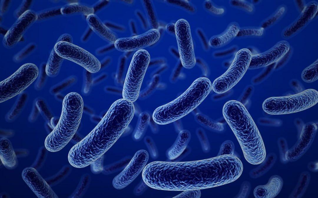 Una especie de bacterias filtradas del intestino podría tener un papel en las enfermedades autoinmunes