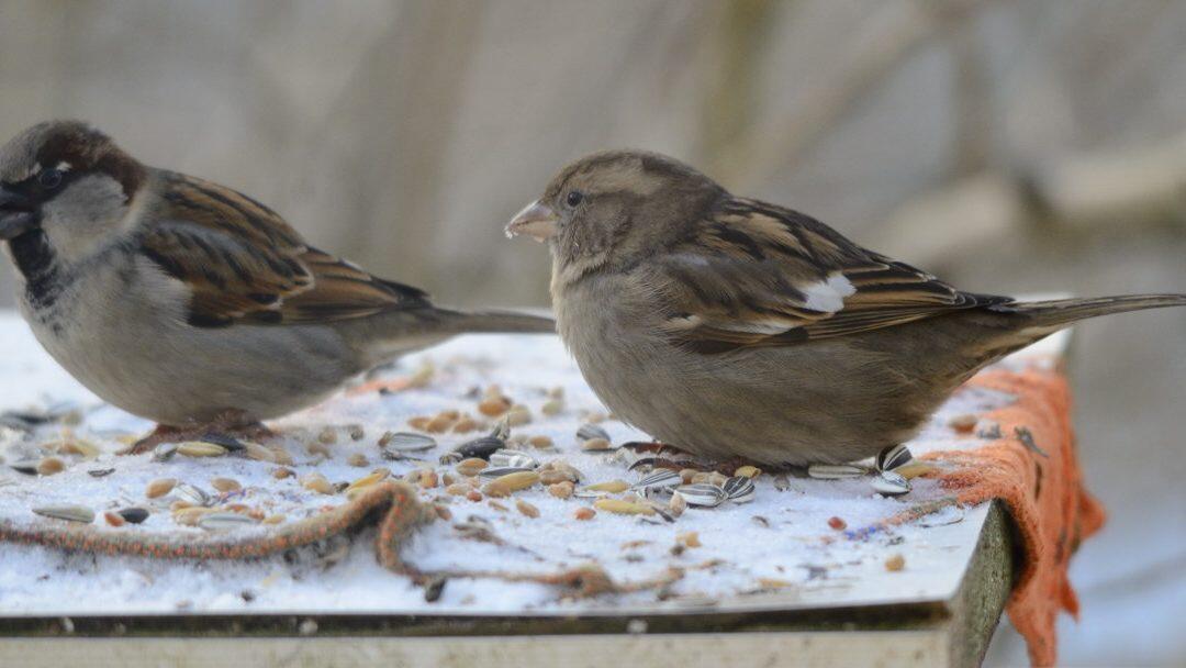 Birds… Our teachers about the environment