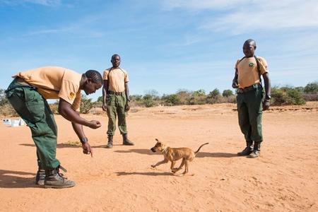 Chiot sans-abri est formé pour sauver les éléphants africains de leurs chasseurs