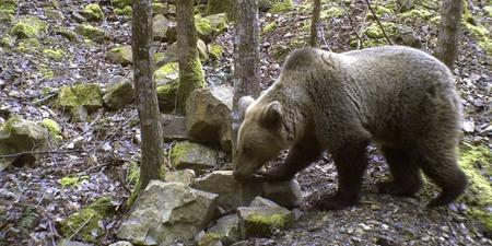 The Villarina bear: located with a baby, eight years after being released