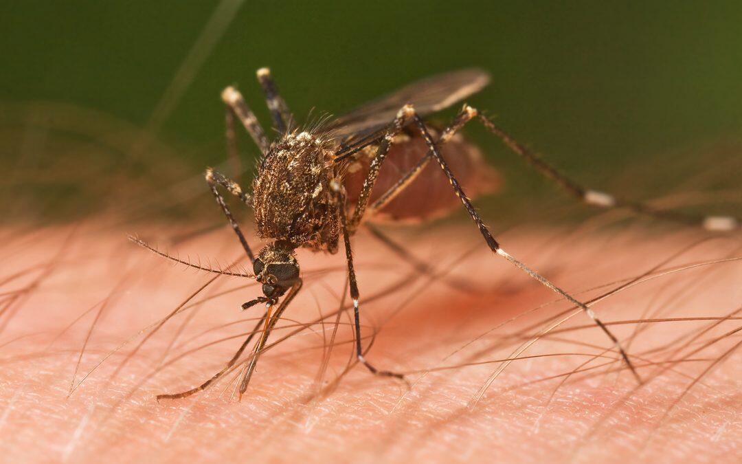 Did you know only female mosquitoes bite