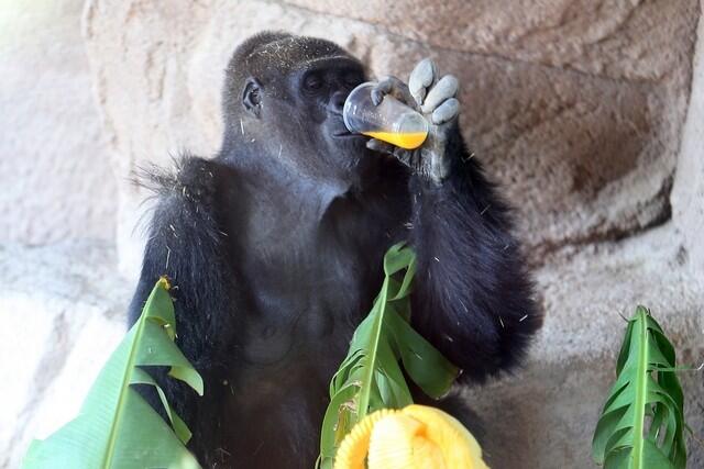 Al Ain Zoo’s lowland gorilla Lady dies aged 41