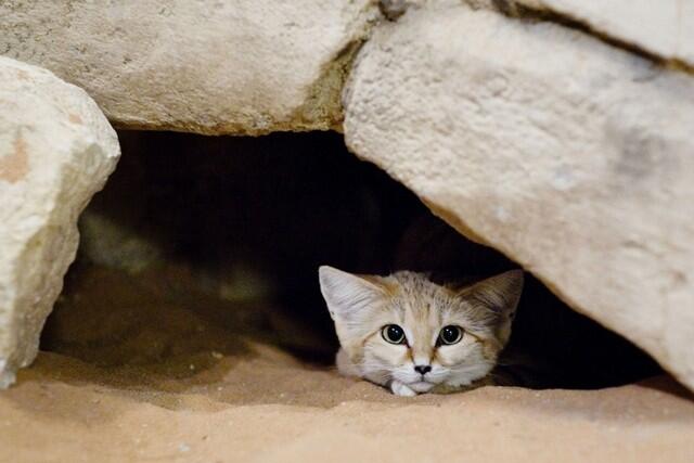 Elusive Arabian sand cat photographed in Abu Dhabi’s Western Region