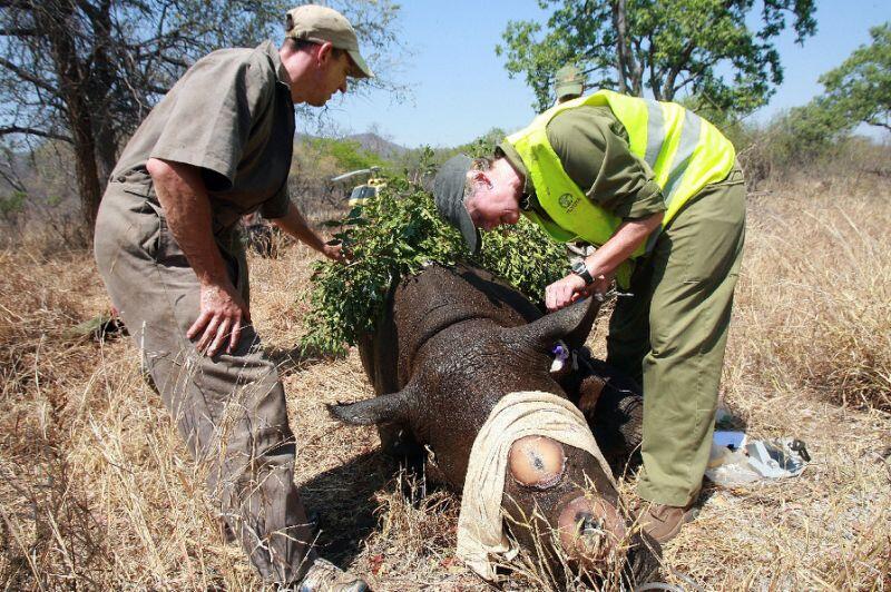 Zimbabwe dehorns rhinos to curb poaching