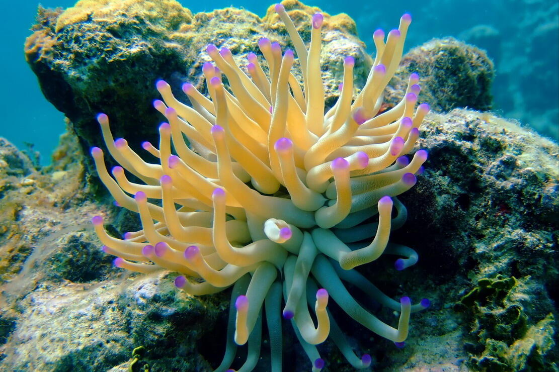 Sea anemones1