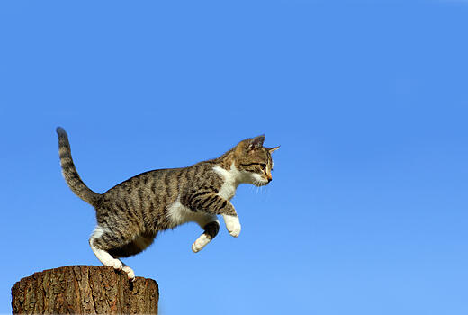 Did you know cats can jump up to 7 times their tail length