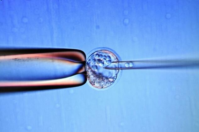 US may fund research to create mixed human-animal embryos