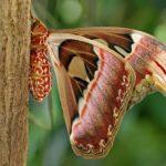 atlas moth