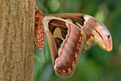 atlas moth