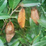 atlas moth cocoons