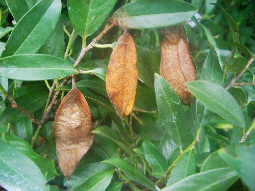 atlas moth cocoons