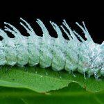 atlas moth larvae