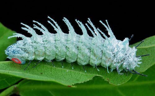 atlas moth larvae