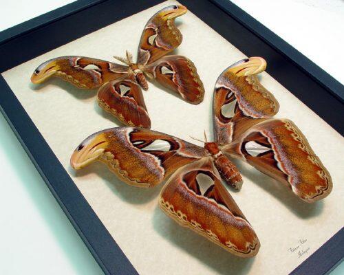 atlas moth male and female