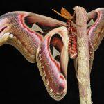 atlas moth2