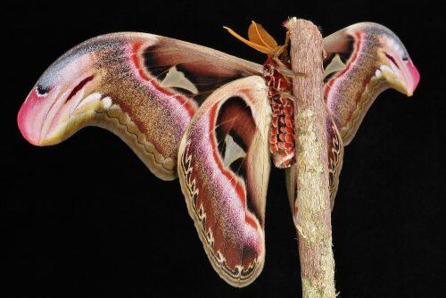 atlas moth2