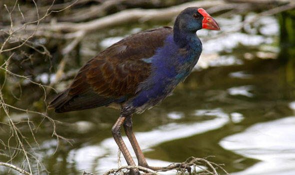 The swamphen makes its landing