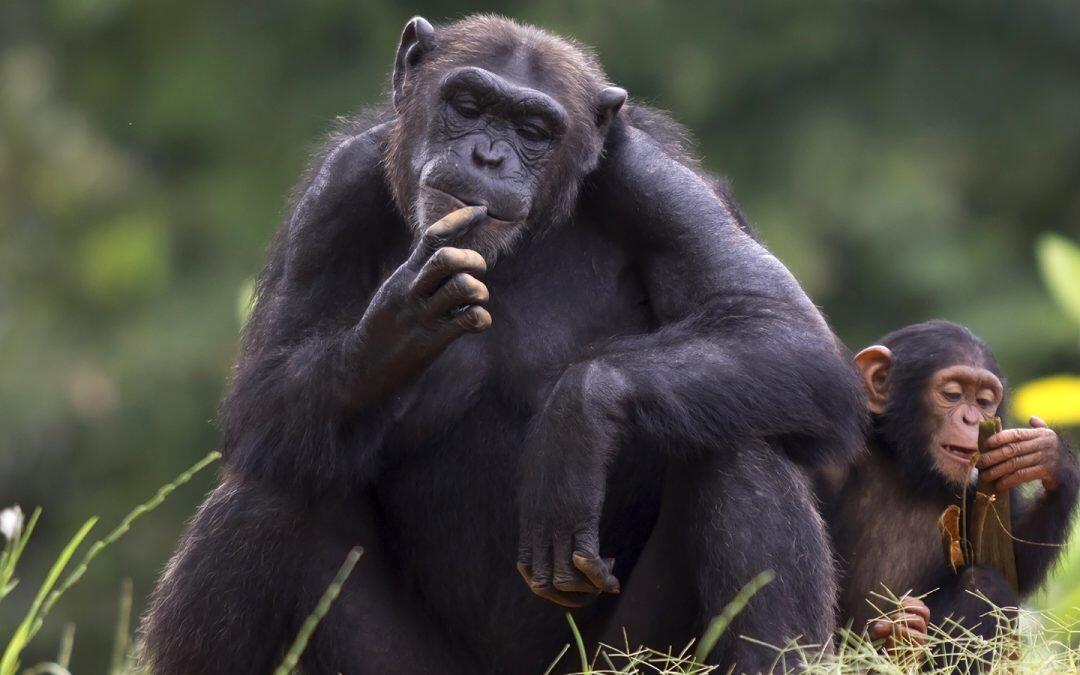 Chimpanzees love cooperation… and stay away from competition