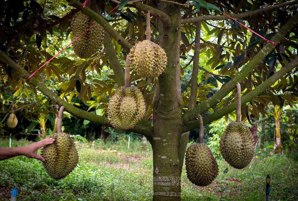 Les bienfaits du fruit Durian