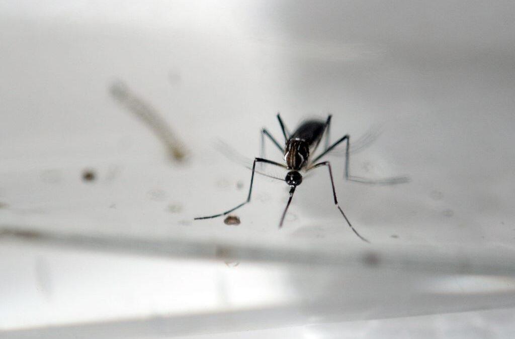 Tapeworm drug stops Zika from replicating in lab: study