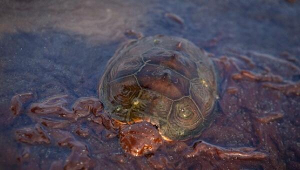 Oil Spill Spreads to Costa Rica, Threatening Biodiversity