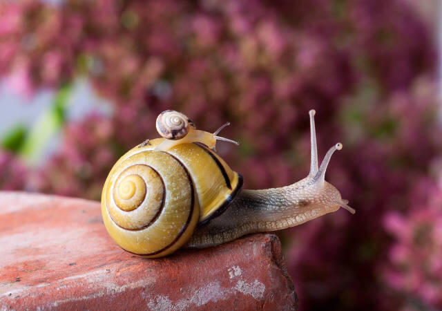 Why should we be worried about snails’ disappearing?