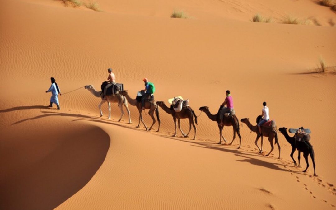 نداء زاكورة (المغرب) البيئي… للاعتراف الدولي بالواحات كمجال ينتمي للأنظمة الإيكولوجية الهشة