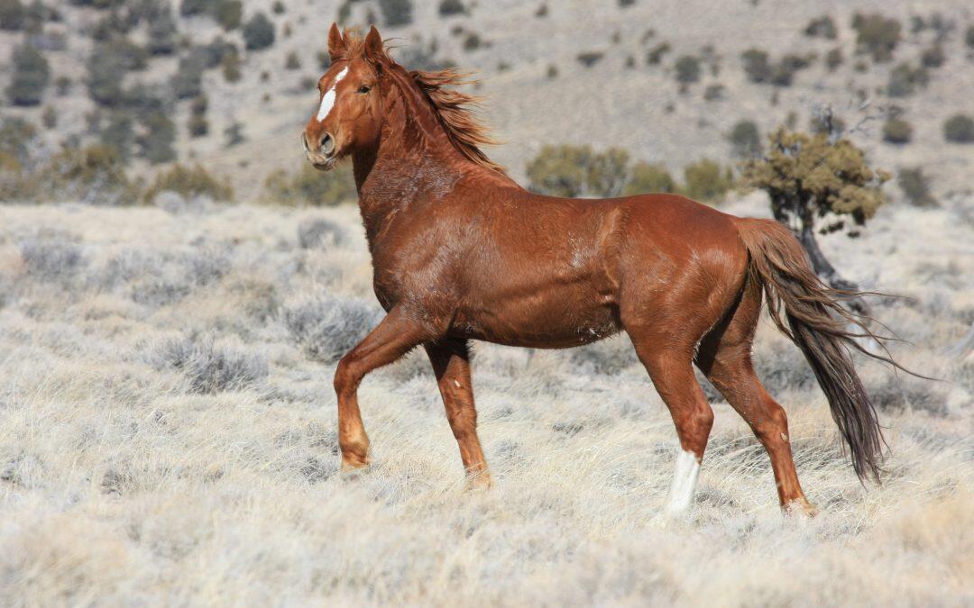 Scientists want to cull the population of thousands of wild horses.. but why?