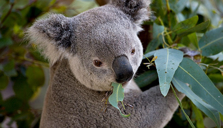 Did you know the fingerprints of koala bear are indistinguishable to that of a human