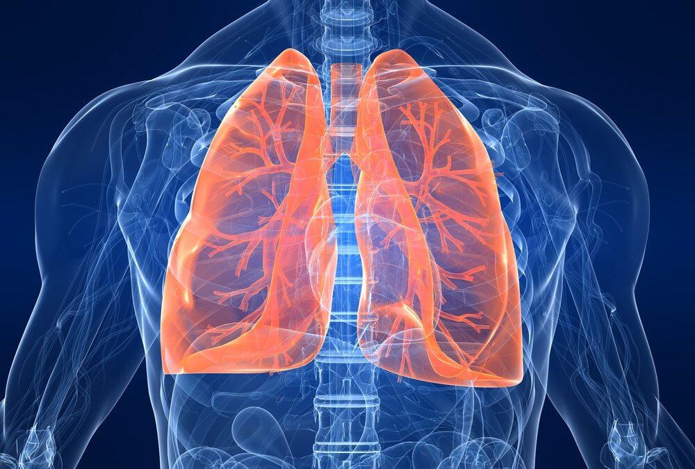 Did you know your right lung takes in more air than your left