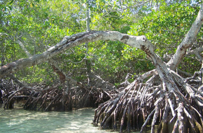 Mangrove magic as one UAE island strives toward ecotourism