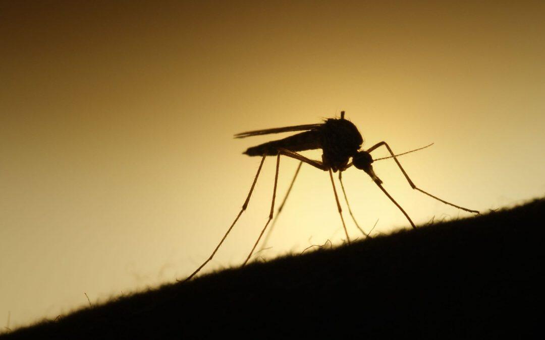 Will genetically modified mosquitoes harm the environment?