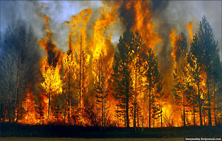 Area of wildfires in Russia decreases by 16% over last 24 hours